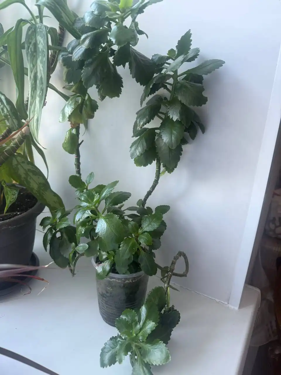 Продажа комнатных растений