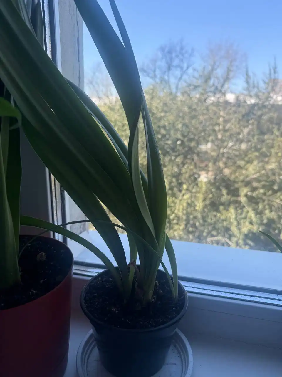 Продажа комнатных растений