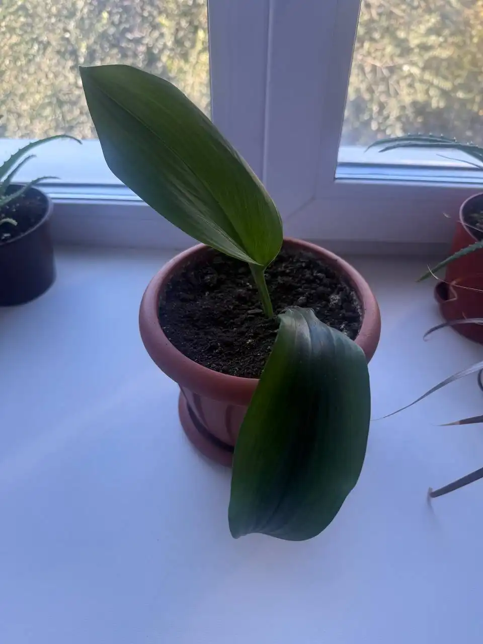 Продажа Эухариса без кашпо