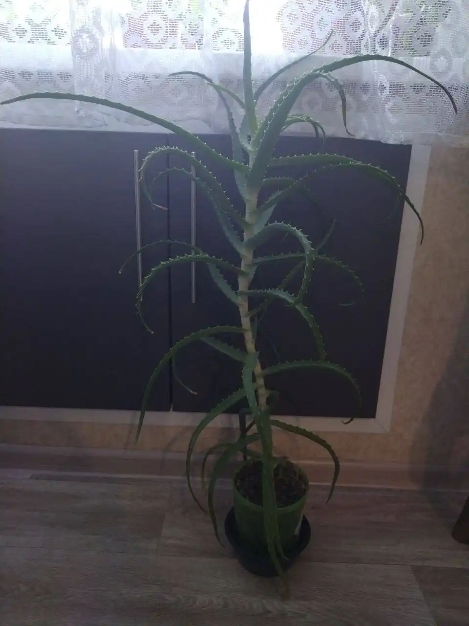 Продам алоэ 4 года