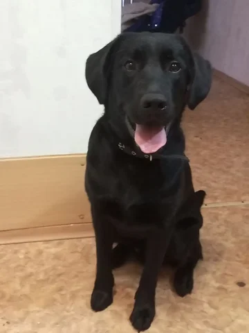 Продажа щенка лабрадора - Животные в Барнаул