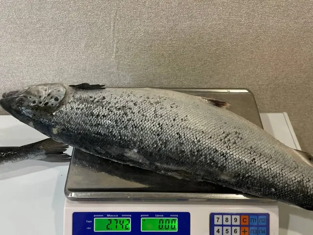 Продажа рыбы, мяса и морепродуктов в Барнауле - Барахолка в Барнаул