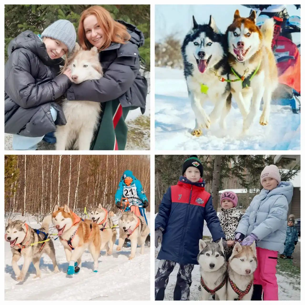 Прокаты на собачьих упряжках и фотосессии - Активный отдых (Услуги) в Горно-Алтайск