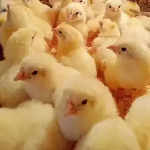 Цыплята бройлера Кобб 500 суточные - Собаки в Барнаул