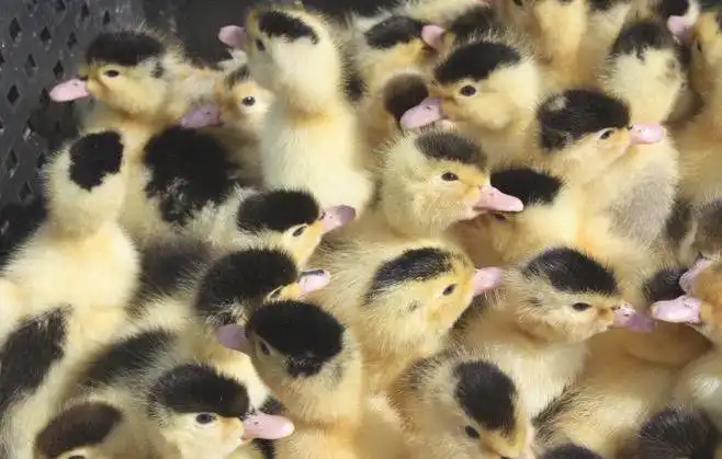 Муларды суточные - предварительные заявки - Птица (Животные) в Барнаул