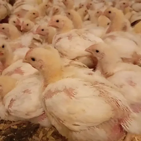 Продажа подрощенных бройлеров Кобб-500 и Росс-308 - Животные в Барнаул