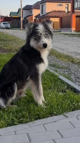 Ищет хозяина пес Фред - Животные в Барнаул