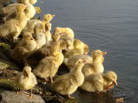 Гусята Линда суточные - Животные в Барнаул