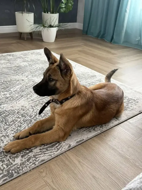 Щенок Шалопай беззубый ищет хозяина - Аксессуары для животных в Барнаул