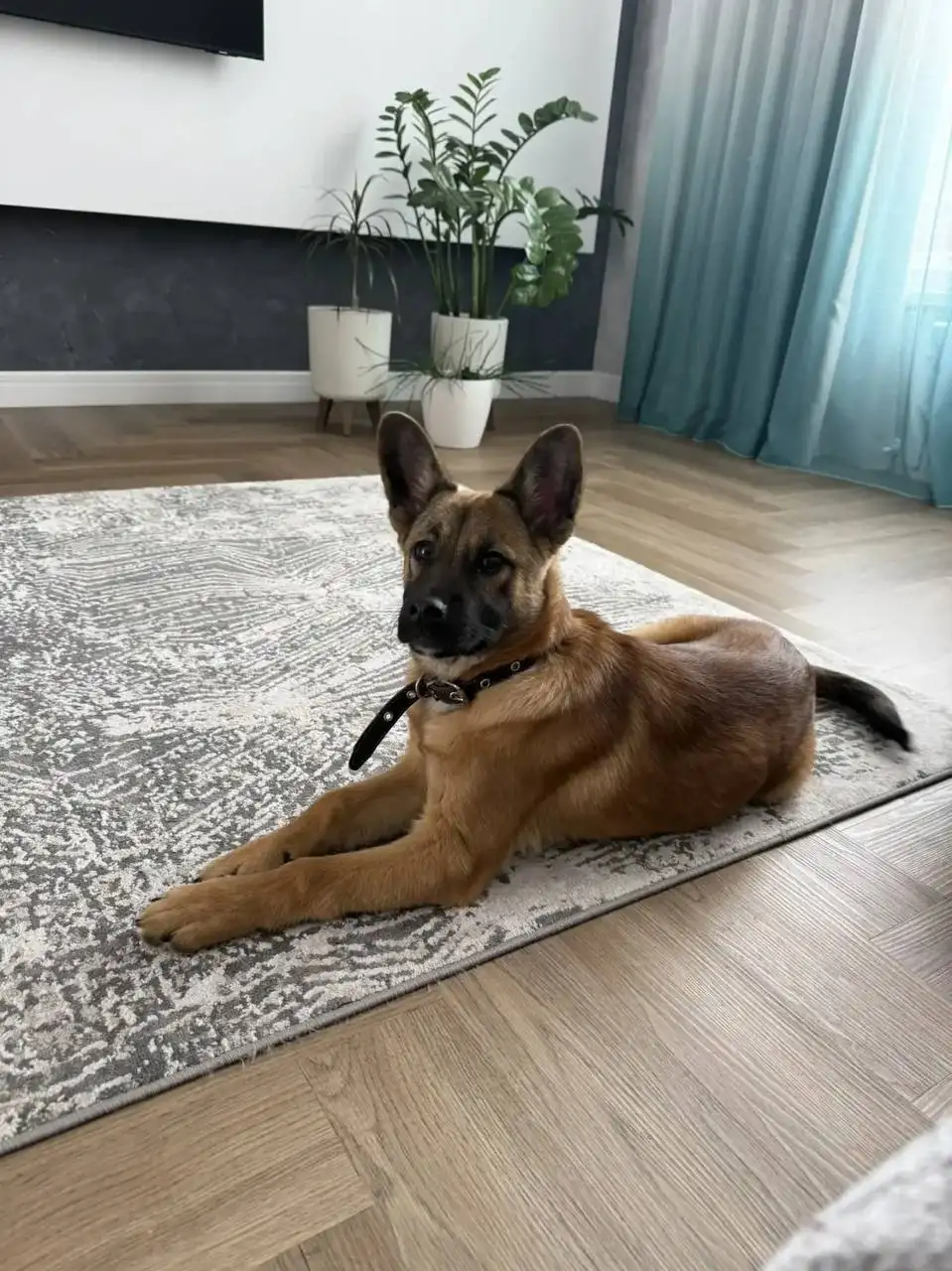 Щенок Шалопай беззубый ищет хозяина - Собаки (Животные) в Барнаул