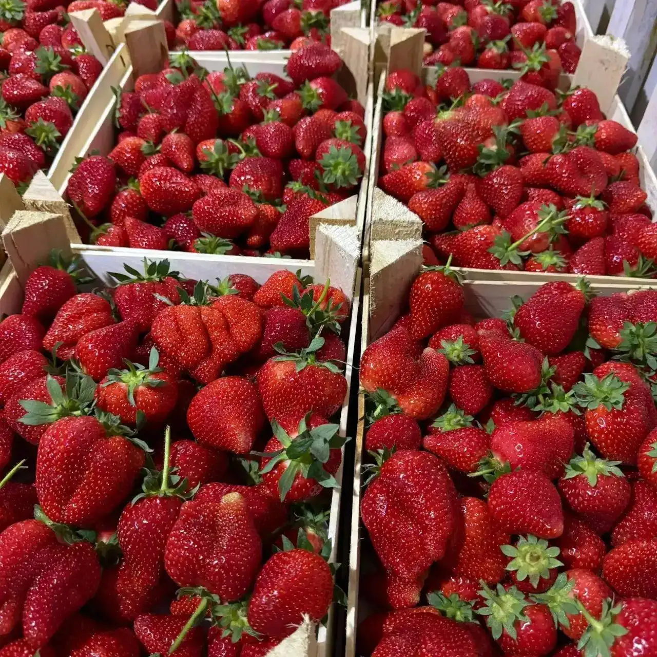 Свежая клубника из Киргизии сорт Клере - Продукты питания (Барахолка) в Барнаул