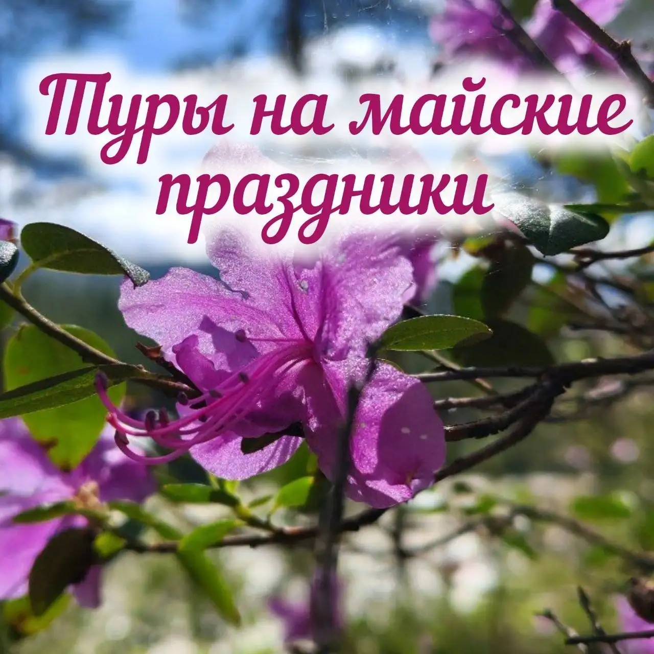 Экскурсии на Алтай в мае - Экскурсии (Услуги) в Барнаул