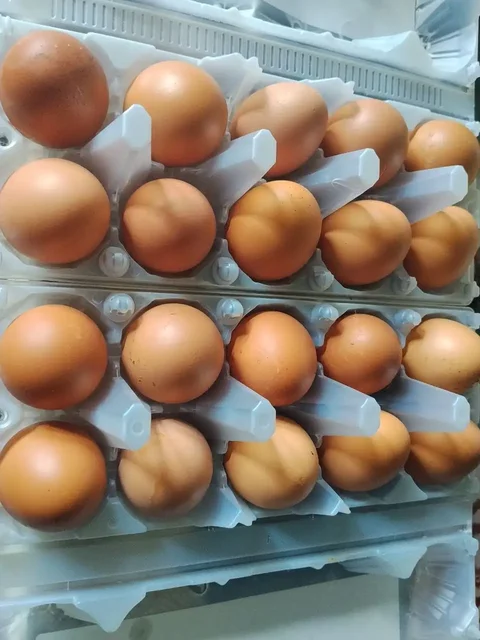 Продажа домашних яиц - Барахолка в Барнаул