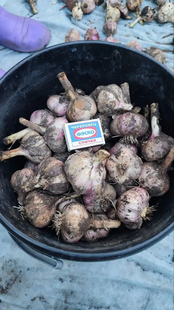 Продам свежий чеснок - Продукты (Барахолка) в Барнаул