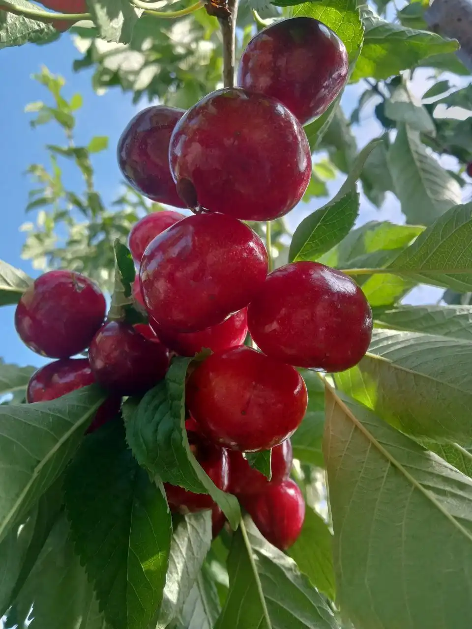 Продажа молодого сада черешни 0,5 га - Земля (Недвижимость) в Кирилловка