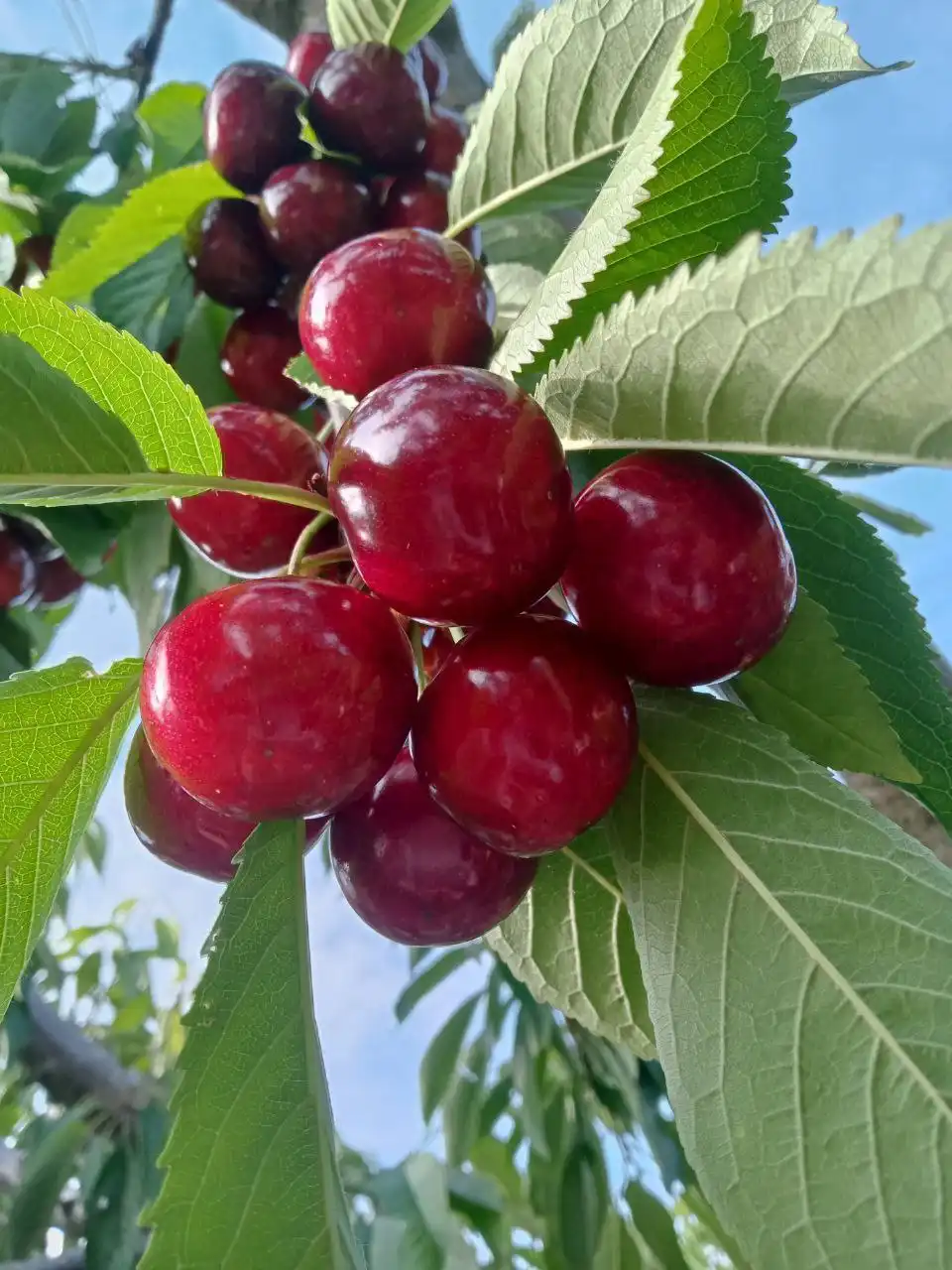 Продажа молодого сада черешни 0,5 га - Земля (Недвижимость) в Кирилловка