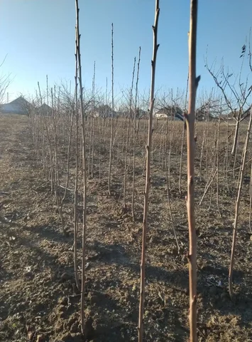 Продажа земельного пая 5 гектар чернозём 25 км от пгт Кирилловка - частное объявление в Москва