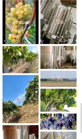 Продажа винодельни с виноградниками в Краснодарском крае - частное объявление в Темрюк