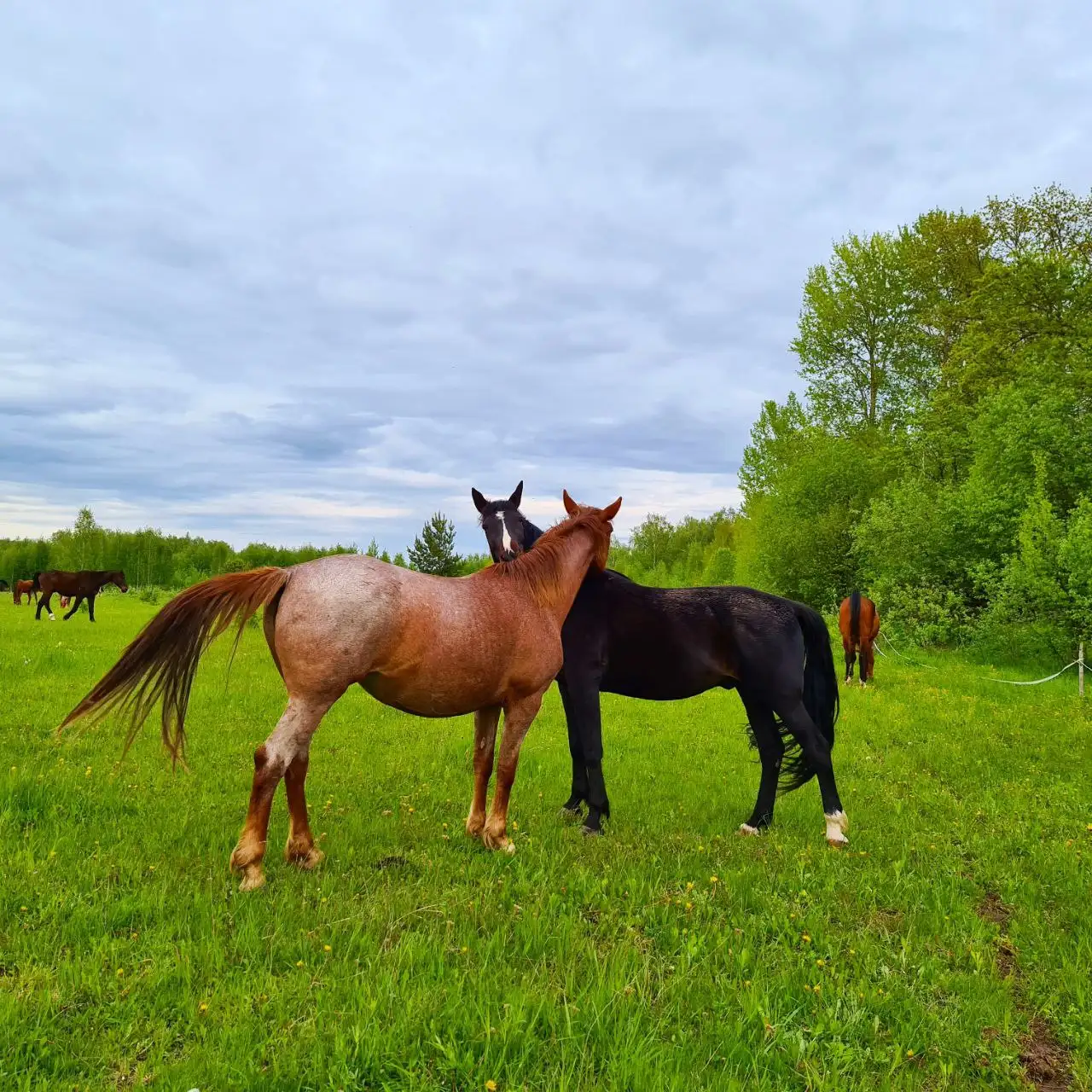 Усадьба с конюшней и фермой на 16 га в Калужской области - Загородная недвижимость (Недвижимость) в Жуковский район
