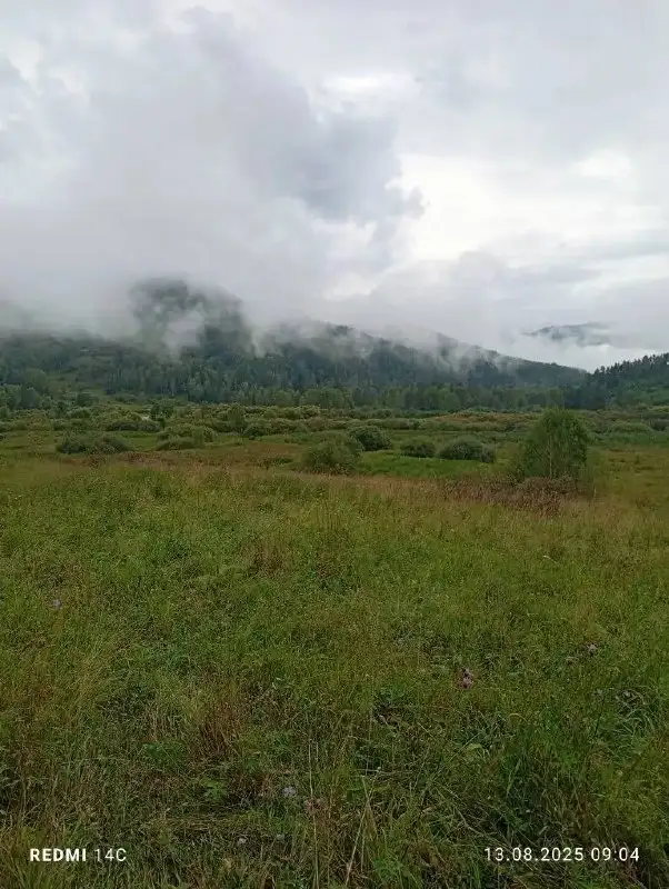 Продается земельный участок 60 Га в Алтайском крае - Земельные участки (Недвижимость) в Куяган