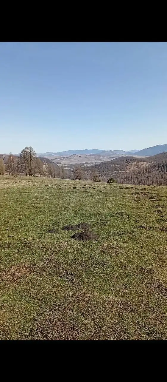 Продается земельный участок 60 Га в Алтайском крае - Земельные участки (Недвижимость) в Куяган