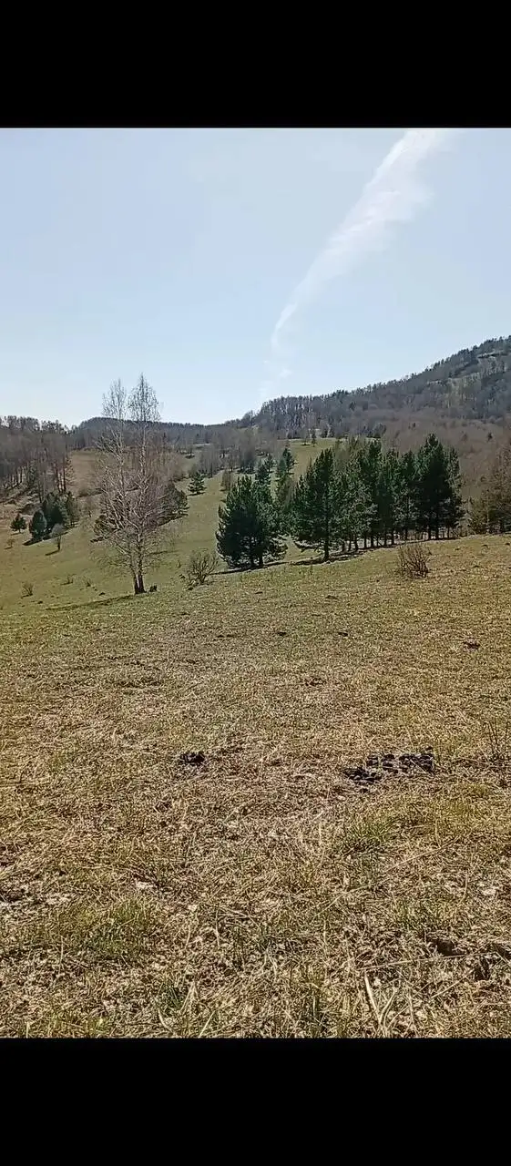 Продается земельный участок 60 Га в Алтайском крае - Земельные участки (Недвижимость) в Куяган