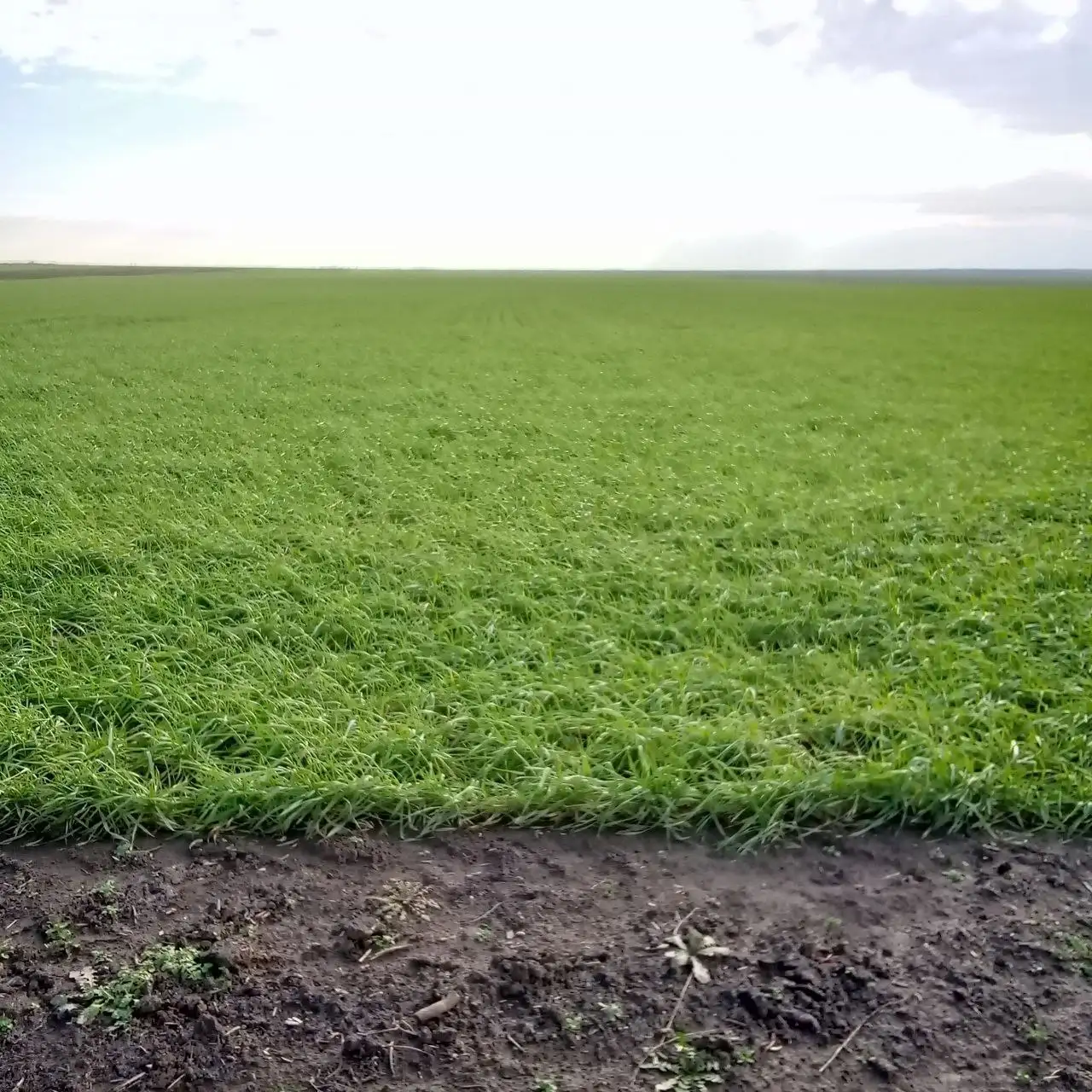 Продажа земельного пая 5 гектар чернозём - Земельные участки (Недвижимость) в Москва