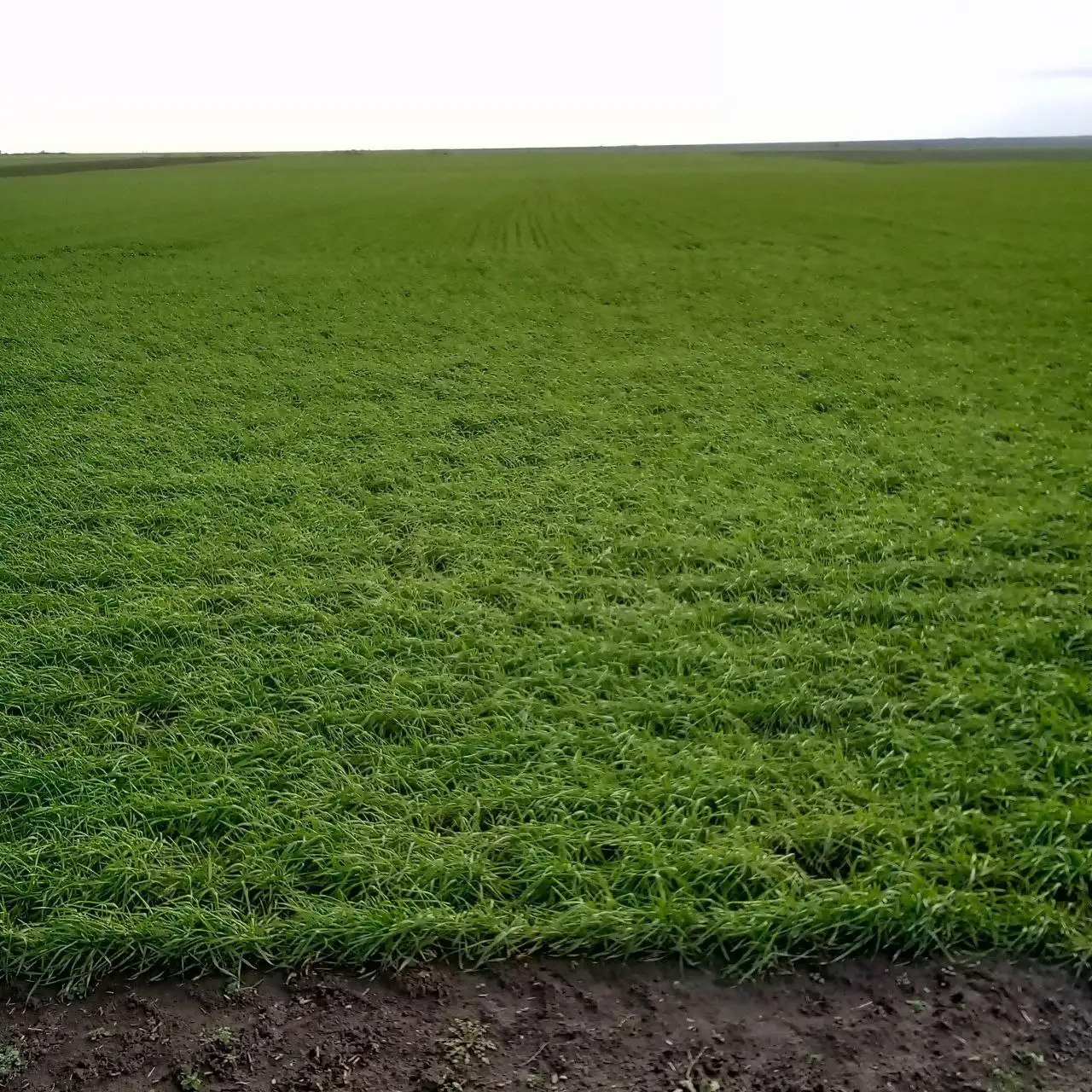 Продажа земельного пая 5 гектар чернозём - Земельные участки (Недвижимость) в Москва