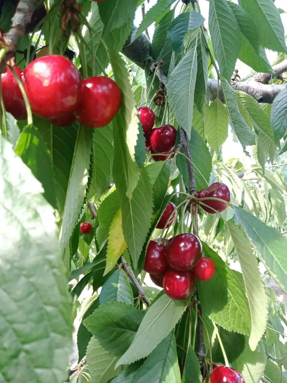 Продажа плодоносящего сада черешни 0,5 га - Земельные участки (Недвижимость) в Кирилловка