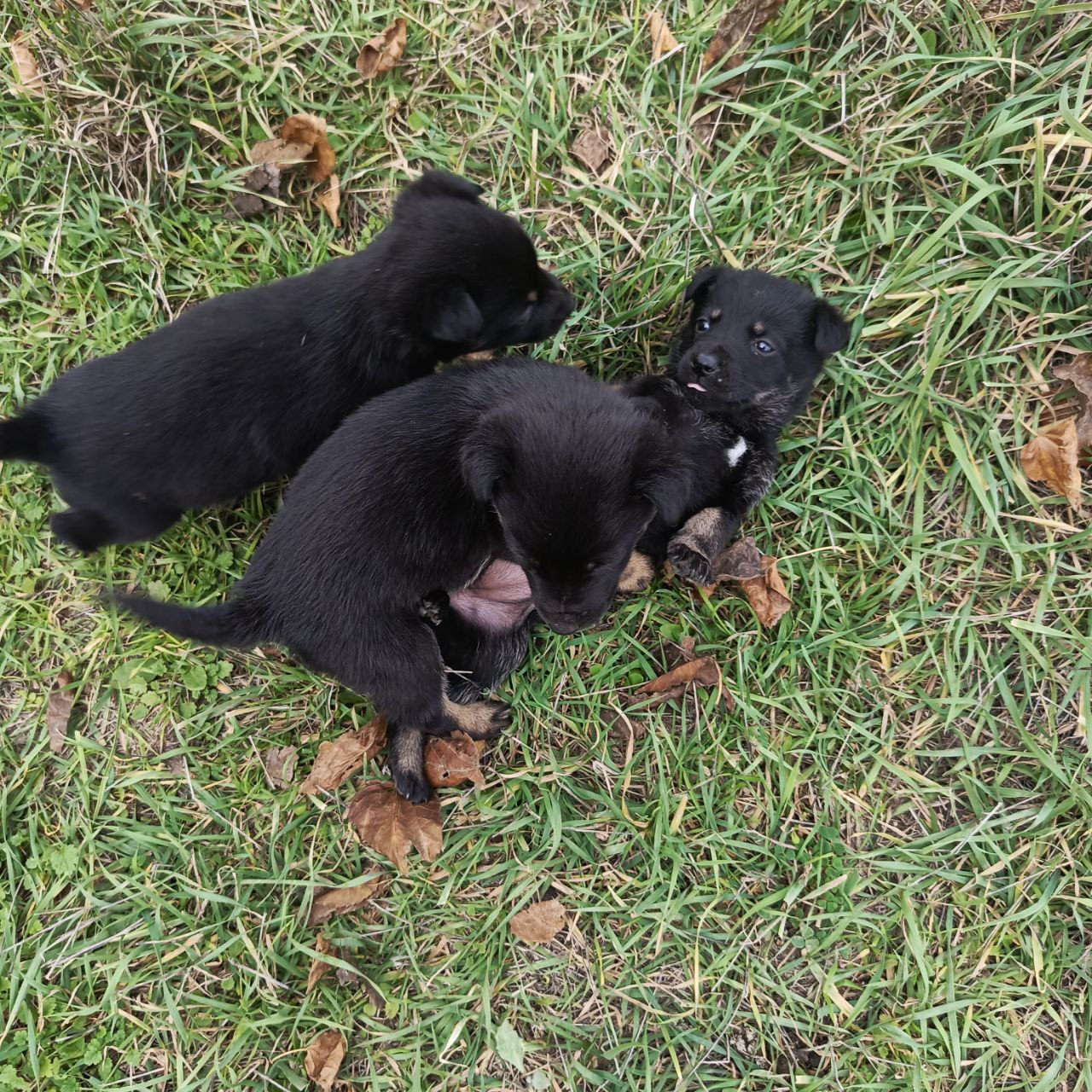 Щеночки которых приняла моя собачка - Животные в Симферополь