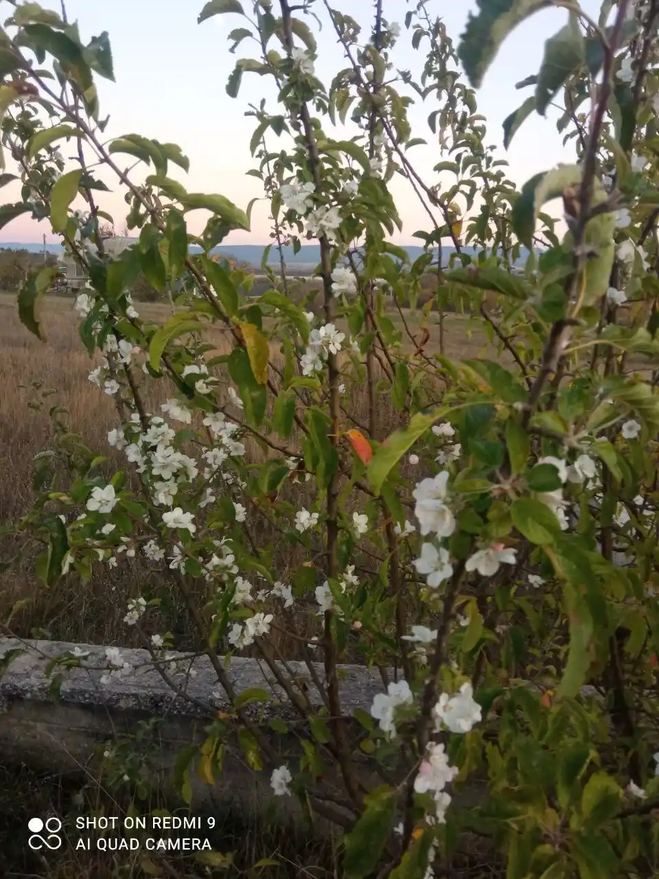 Яблони в цвету - Хобби и отдых в Симферополь