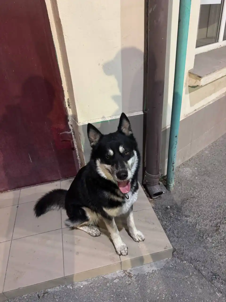 Найдена собака Хаски - Животные в Симферополь