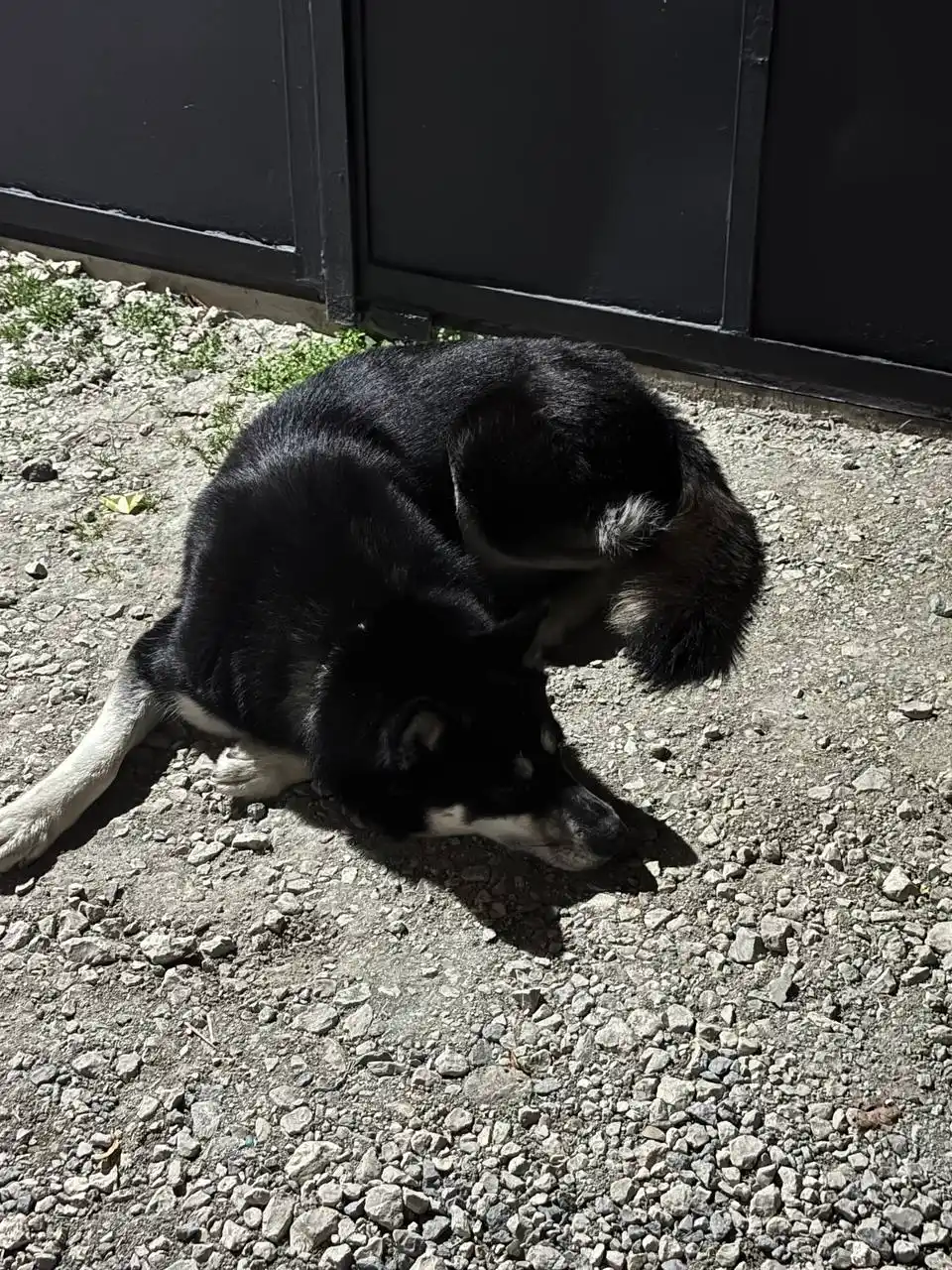 Передержка Хаски - Животные в Симферополь