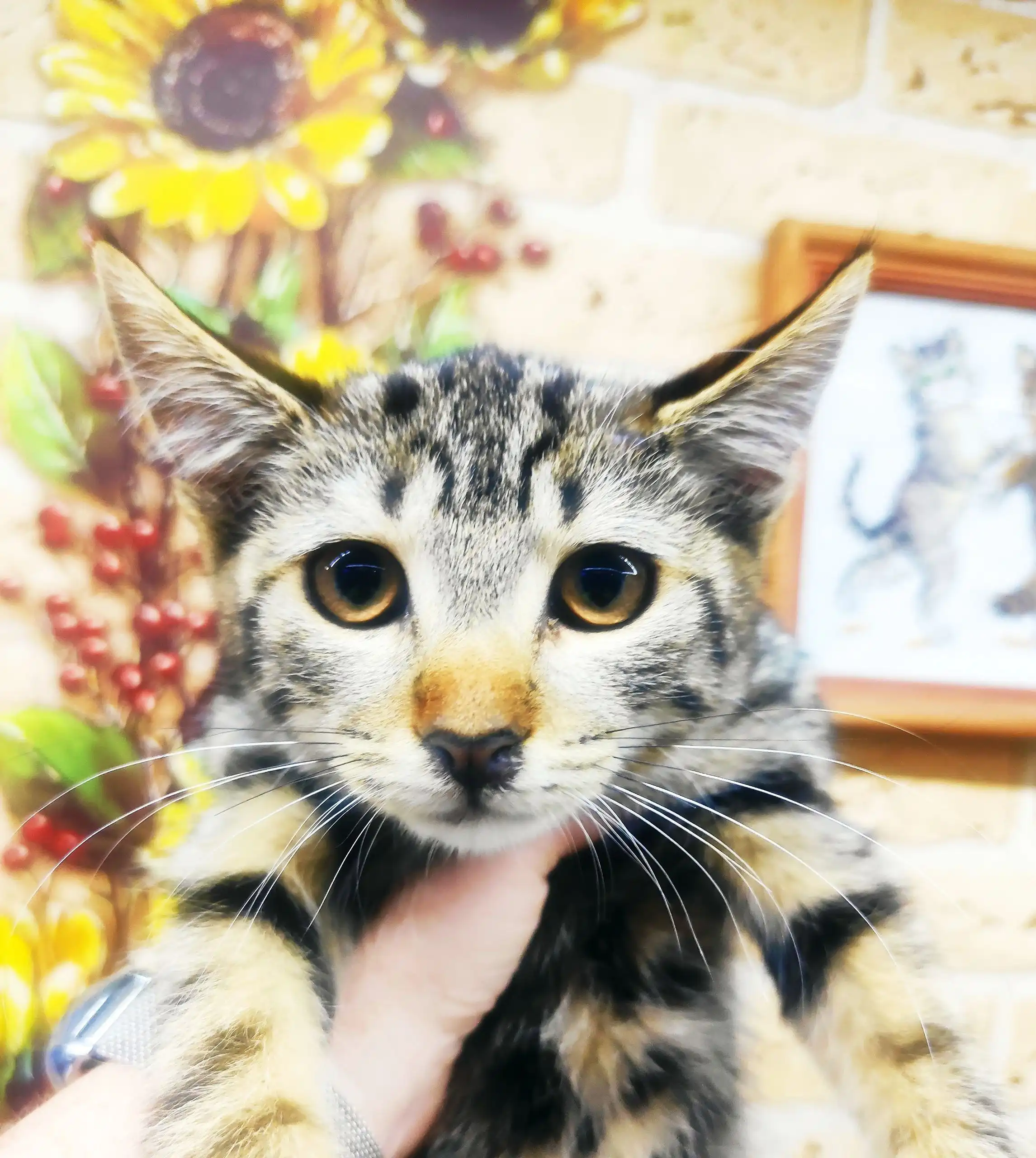 Пристройство кошечек-мышеловок