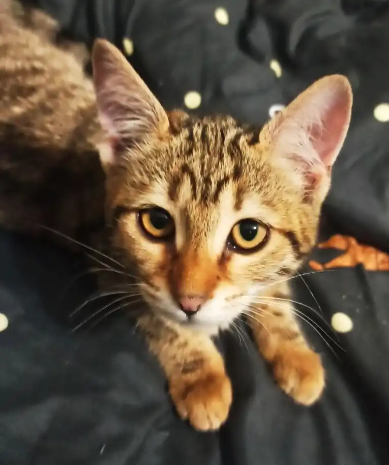 Пристройство кошечек-мышеловок