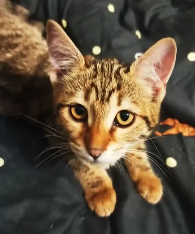 Кошка для добрых рук - Животные в Симферополь