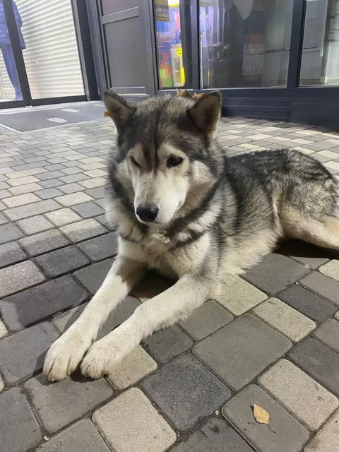Потерянный мальчик хаски или помесь хаски - Животные в Симферополь