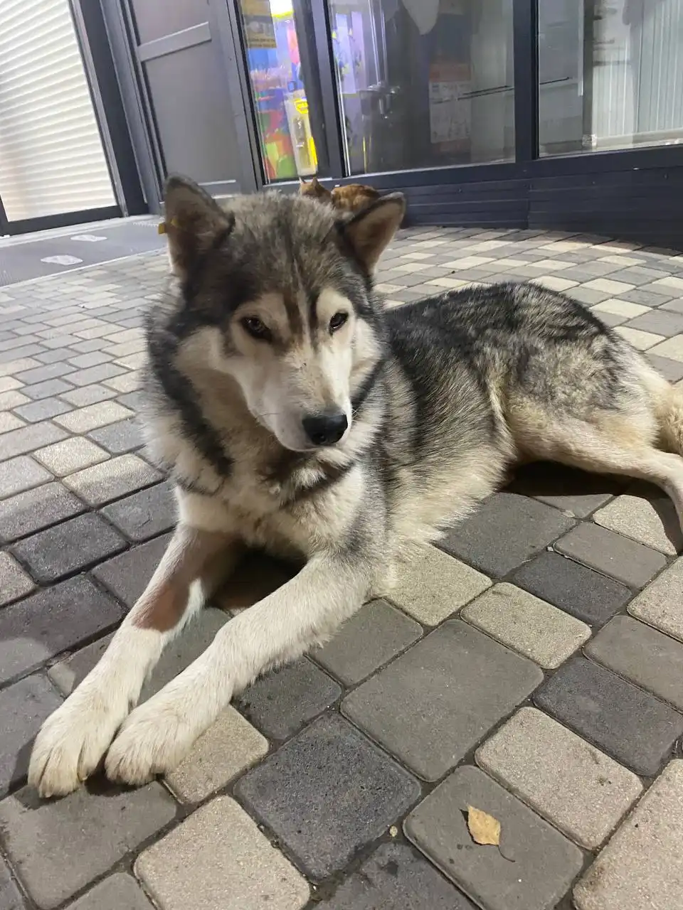 Потерянный мальчик хаски или помесь хаски