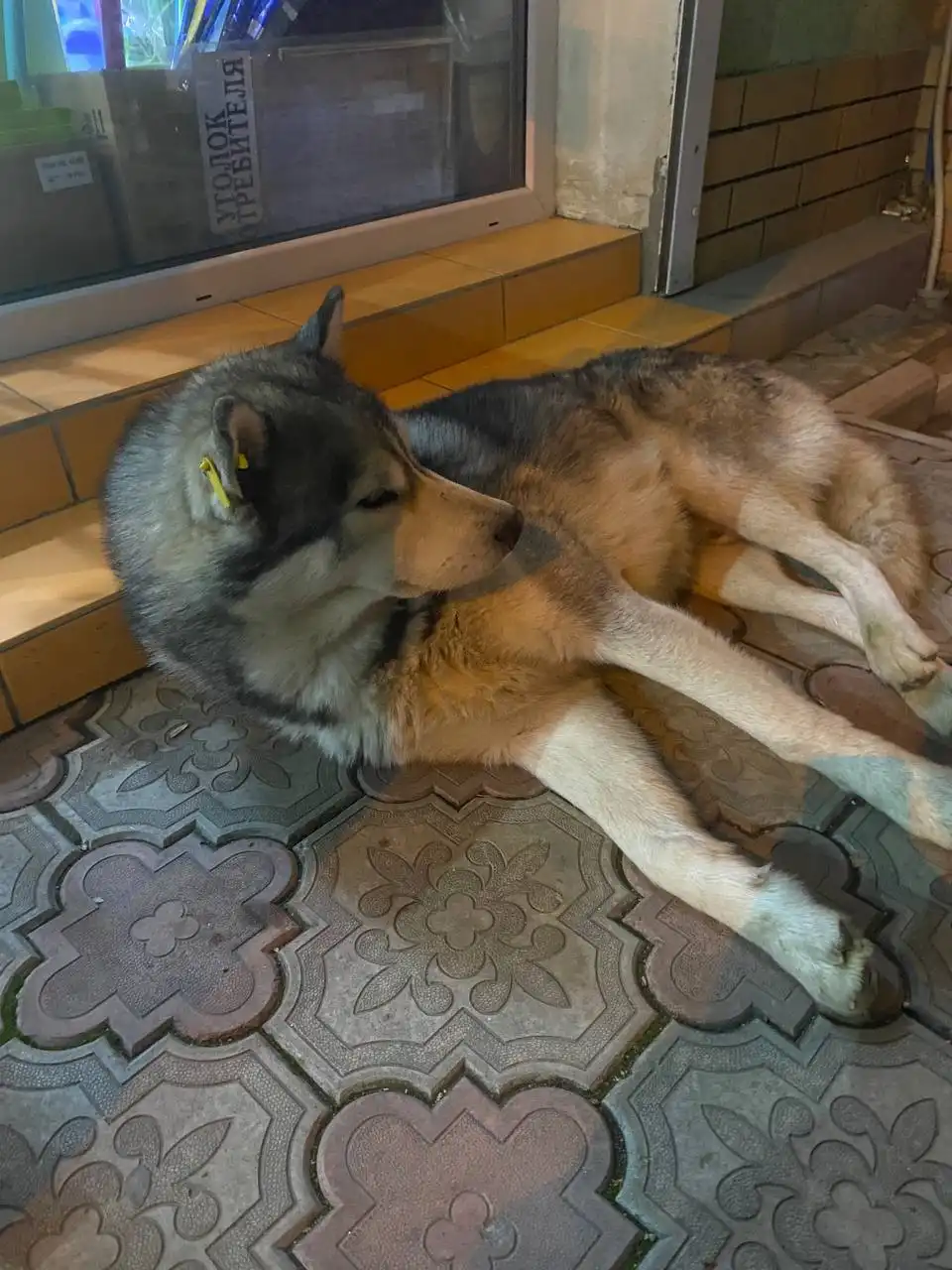 Потерянный мальчик хаски или помесь хаски