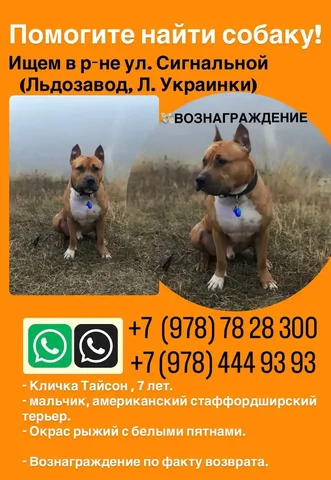 Распространение информации в Симферополь чате - Услуги в Симферополь