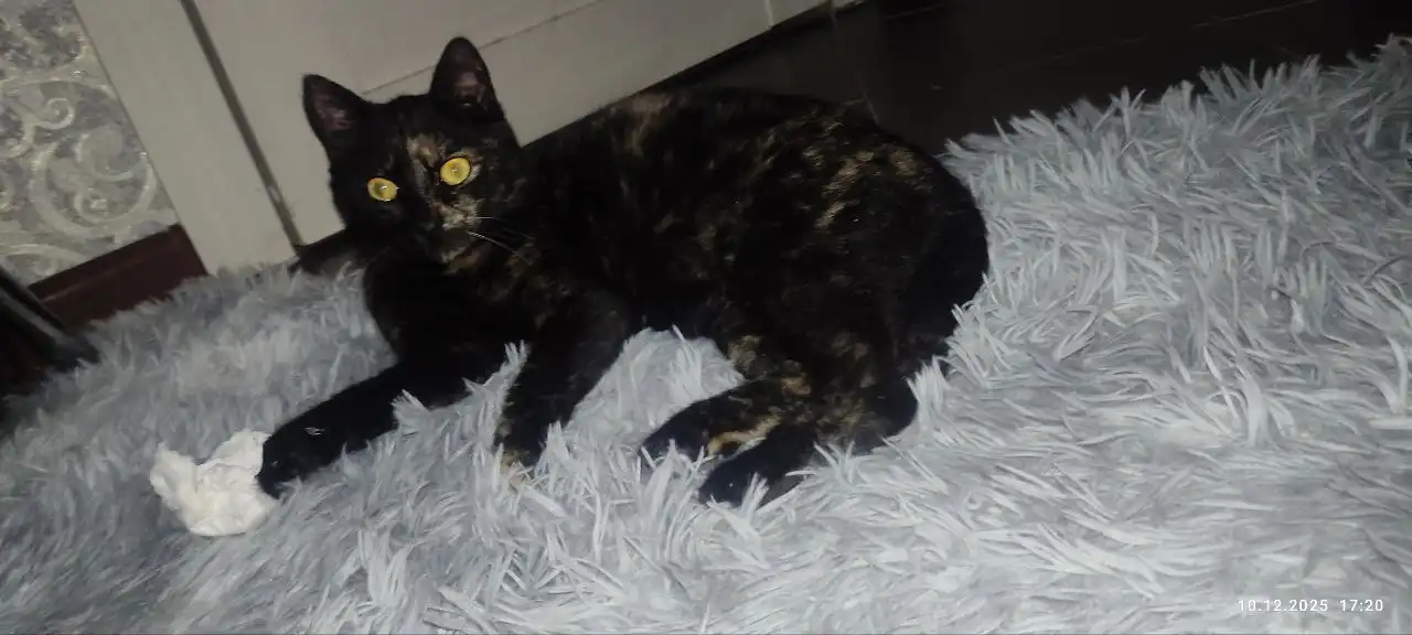 Кошка Кися ищет дом