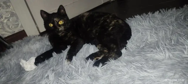 Кошка Кися ищет дом - Животные в Симферополь