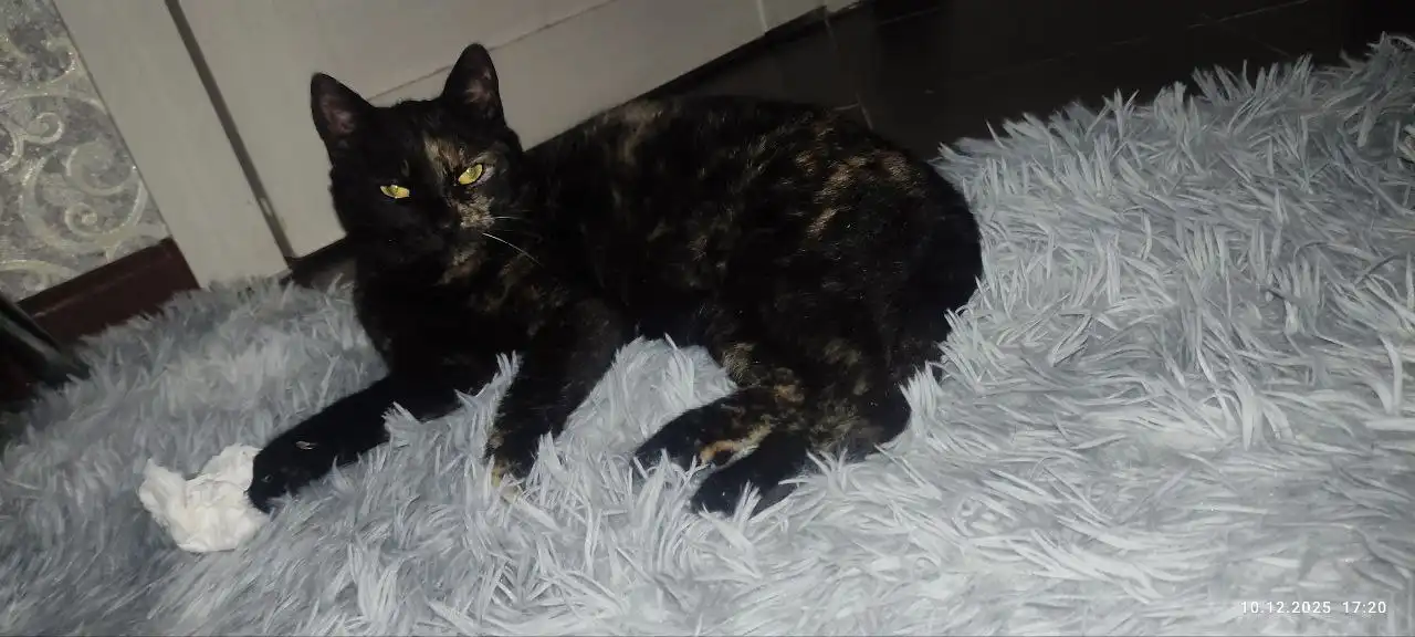 Кошка Кися ищет дом