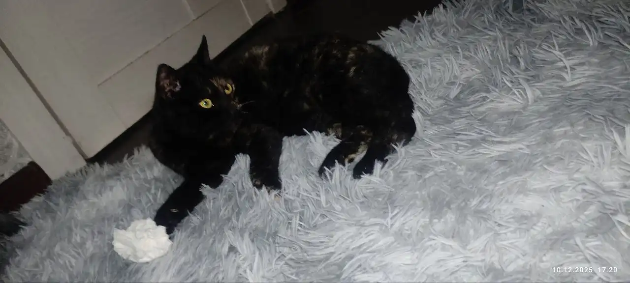 Кошка Кися ищет дом