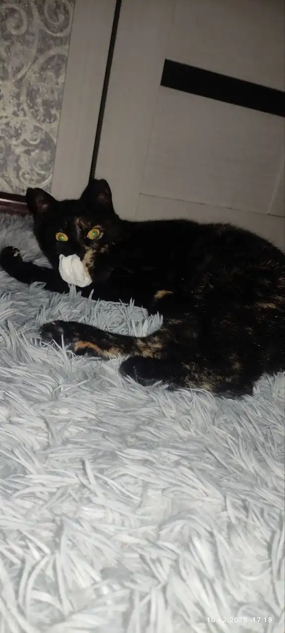 Кошка Кися ищет дом