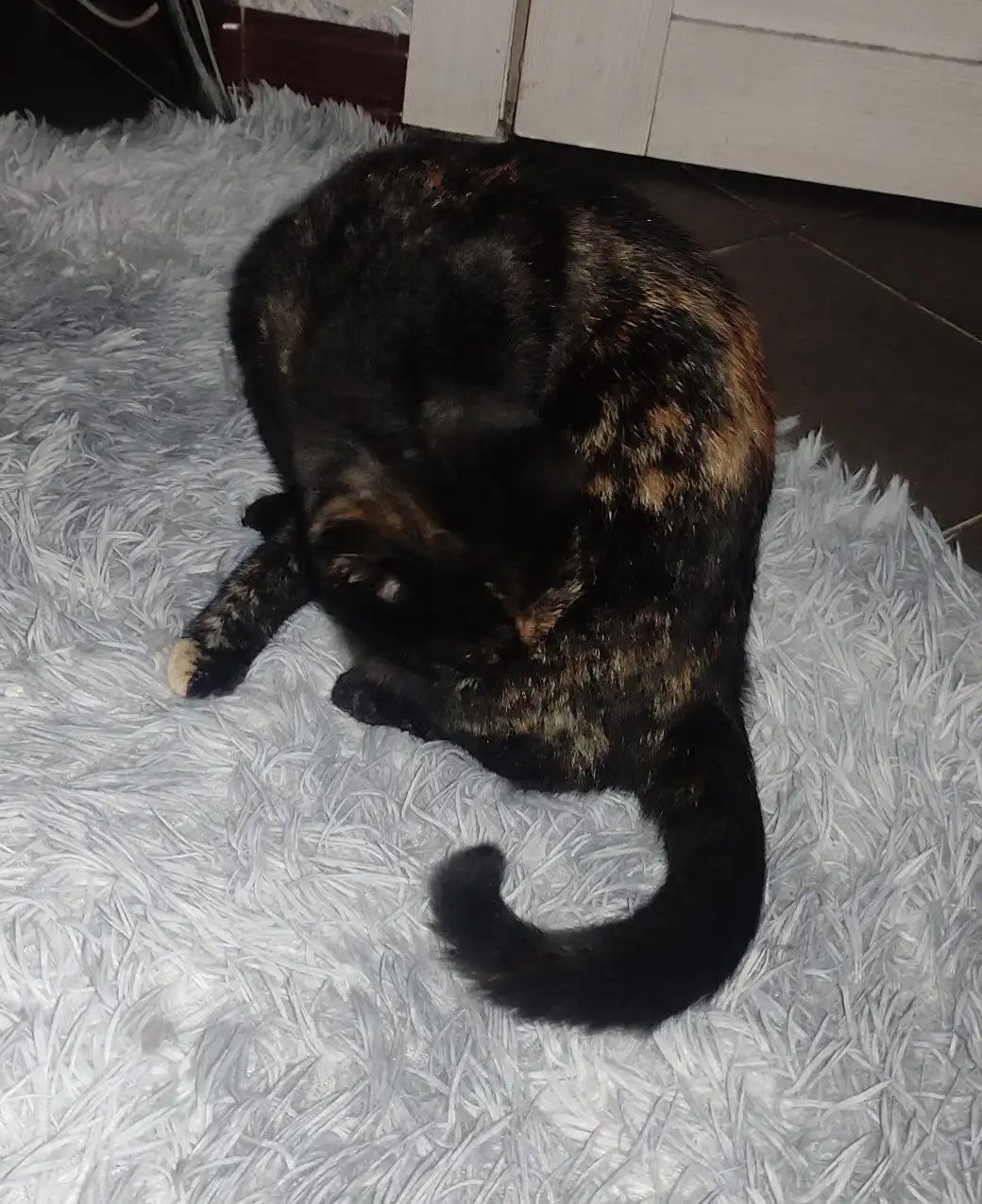 Кошка Кися ищет дом