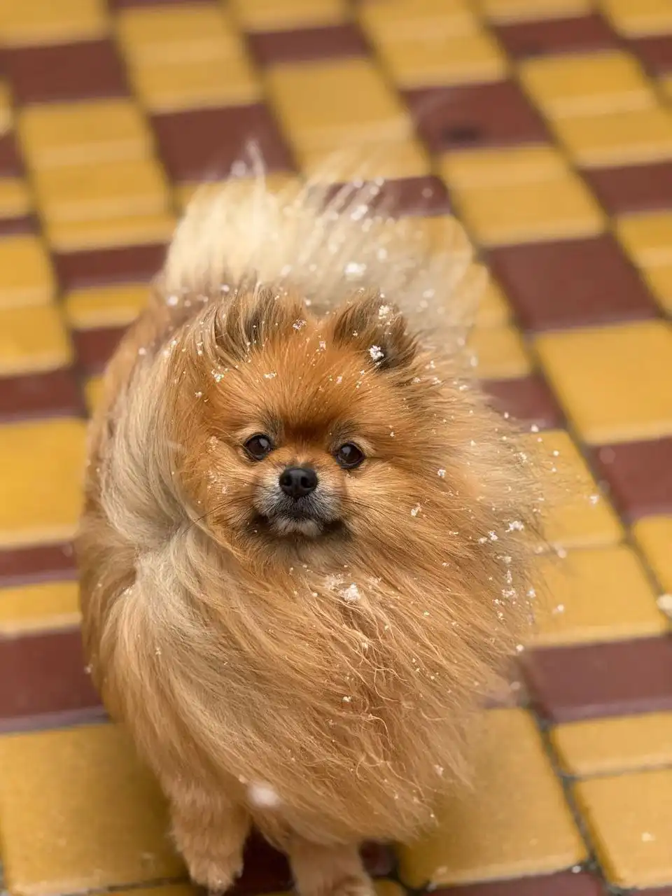 Потерялся рыжий шпиц мальчик