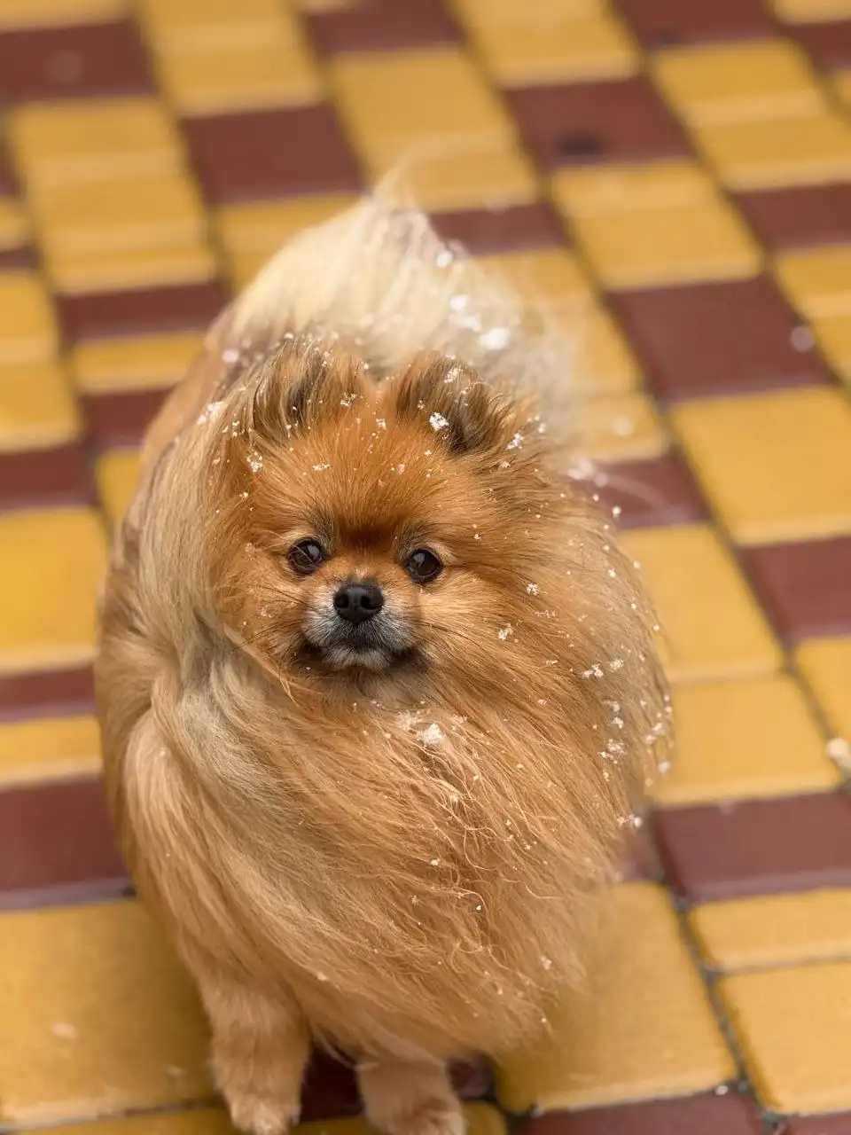 Потерялся рыжий шпиц мальчик