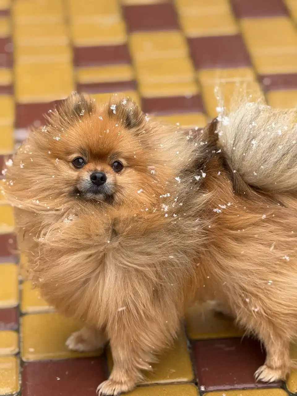 Потерялся рыжий шпиц мальчик