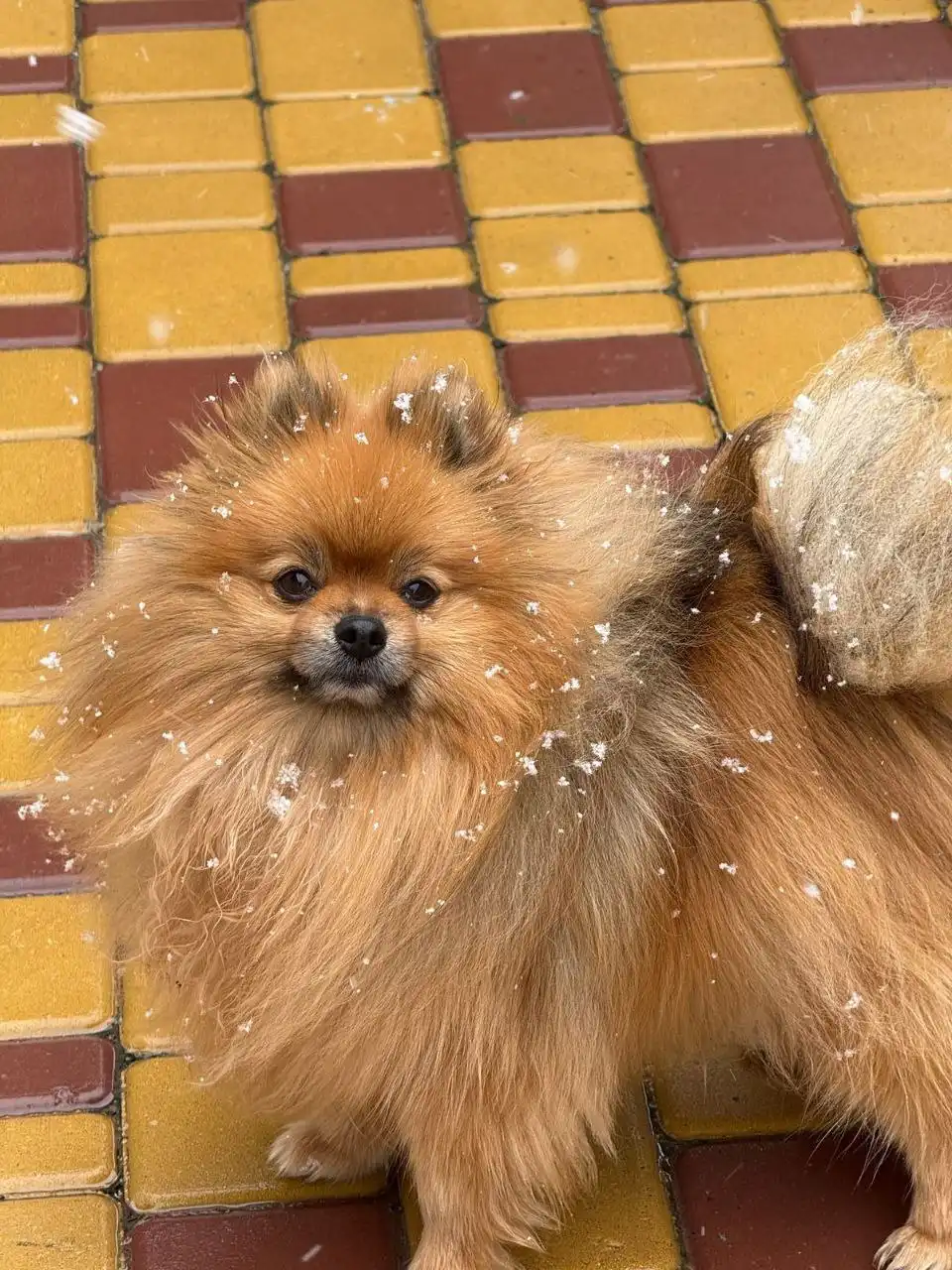 Потерялся рыжий шпиц мальчик